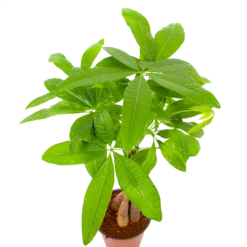 Pachira Aquatica - Geldboom - P12 H45 - Kamerplant -Goedkope Tuinbenodigdheden winkel pachira aquatica geldboom p12 h45 6