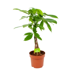 Pachira Aquatica - Geldboom - P17 H60 - Kamerplant