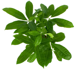 Pachira Aquatica - Geldboom - P17 H60 - Kamerplant -Goedkope Tuinbenodigdheden winkel pachira aquatica geldboom p17 h60 6