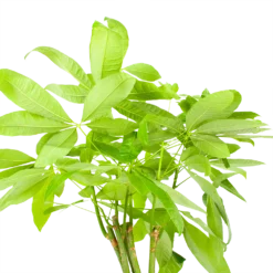 Pachira Aquatica - Geldboom - P24 H135 - Kamerplant -Goedkope Tuinbenodigdheden winkel pachira aquatica geldboom p24 h135 6