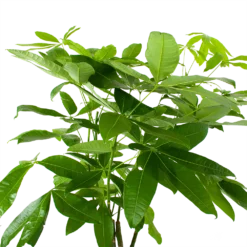 Pachira Aquatica - Geldboom - P27 H150 - Kamerplant -Goedkope Tuinbenodigdheden winkel pachira aquatica geldboom p27 h150 6