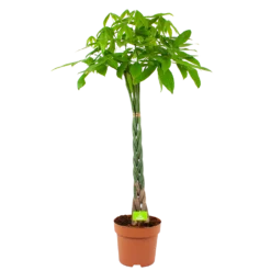 Pachira Aquatica - Geldboom - P30 H150 - Kamerplant