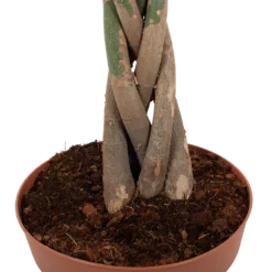 Pachira Aquatica - Geldboom - P30 H150 - Kamerplant -Goedkope Tuinbenodigdheden winkel pachira aquatica geldboom p30 h150 6 1