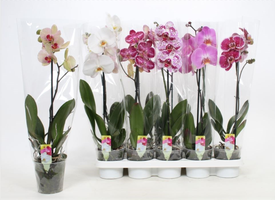 Goedkope Tuinbenodigdheden winkel -Goedkope Tuinbenodigdheden winkel phalaenopsis promo 567601