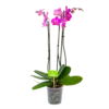 3 Taks Phalaenopsis Evolution - Vlinderorchidee - P12 H60 - Kamerplant