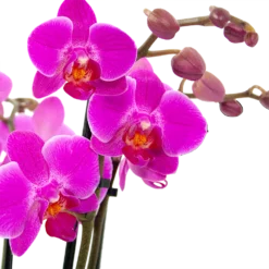 Goedkope Tuinbenodigdheden winkel -Goedkope Tuinbenodigdheden winkel phalaenopsis vlinderorchidee 3 taks p12 h60 donker roze 5