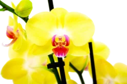 Goedkope Tuinbenodigdheden winkel -Goedkope Tuinbenodigdheden winkel phalaenopsis vlinderorchidee 3 taks p12 h60 geel 5