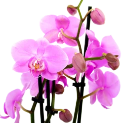 Goedkope Tuinbenodigdheden winkel -Goedkope Tuinbenodigdheden winkel phalaenopsis vlinderorchidee 3 taks p12 h60 roze 5