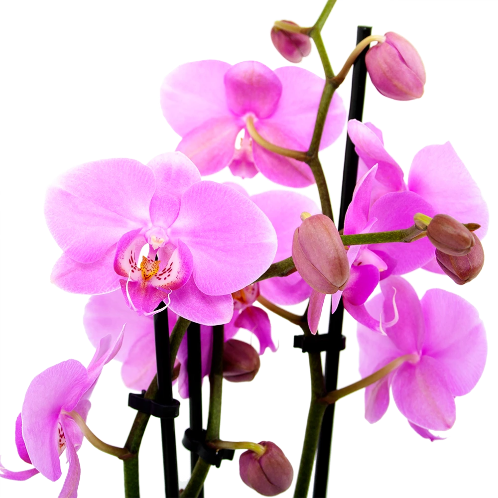 3 Taks Phalaenopsis Bloomington - Vlinderorchidee - P12 H60 - Kamerplant 2 3 Taks Phalaenopsis Bloomington - Vlinderorchidee - P12 H60 - Kamerplant - Afbeelding 2