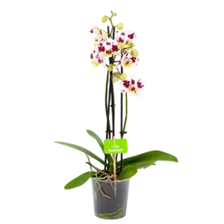 3 Taks Phalaenopsis Pop Art - Vlinderorchidee - P12 H60 - Kamerplant