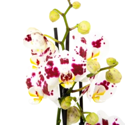 Goedkope Tuinbenodigdheden winkel -Goedkope Tuinbenodigdheden winkel phalaenopsis vlinderorchidee 3 taks p12 h60 wit roze 5 1