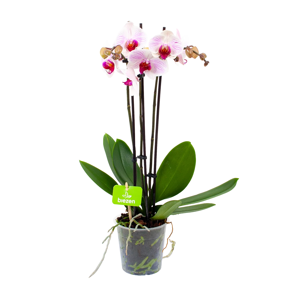3 Taks Phalaenopsis Denver - Vlinderorchidee - P12 H60 - Kamerplant