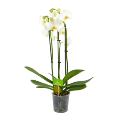 3 Taks Phalaenopsis Lighthouse - Vlinderorchidee - P12 H60 - Kamerplant