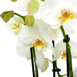 Goedkope Tuinbenodigdheden winkel -Goedkope Tuinbenodigdheden winkel phalaenopsis vlinderorchidee 3 taks p12cm h60cm wit 5