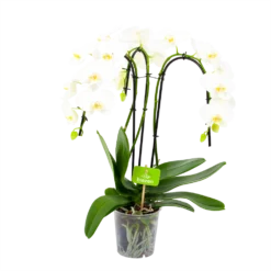 Phalaenopsis - Vlinderorchidee - 3 Taks - Waterfall - P12 H60 Wit - Kamerplant