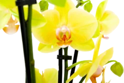 Goedkope Tuinbenodigdheden winkel -Goedkope Tuinbenodigdheden winkel phalaenopsis vlinderorchidee 4 taks p12 h60 geel 5
