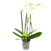 4 Taks Phalaenopsis Lighthouse - Vlinderorchidee - P12 H60 - Kamerplant