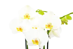 Goedkope Tuinbenodigdheden winkel -Goedkope Tuinbenodigdheden winkel phalaenopsis vlinderorchidee 4 taks p12cm h60cm wit 5