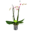 4 Taks Phalaenopsis Denver - Vlinderorchidee - P12 H60 - Kamerplant