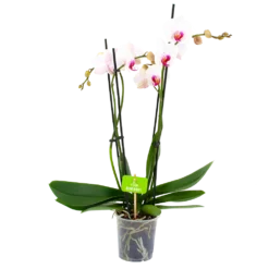 4 Taks Phalaenopsis Denver - Vlinderorchidee - P12 H60 - Kamerplant