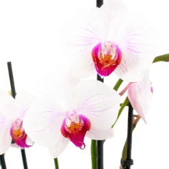 Goedkope Tuinbenodigdheden winkel -Goedkope Tuinbenodigdheden winkel phalaenopsis vlinderorchidee 4 taks p12cm h60cm wit roze 5