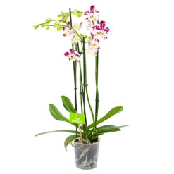 4 Taks Phalaenopsis Marrakesh - Vlinderorchidee - P12 H60 - Kamerplant