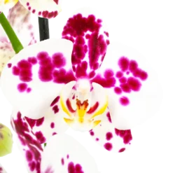 Goedkope Tuinbenodigdheden winkel -Goedkope Tuinbenodigdheden winkel phalaenopsis vlinderorchidee 4 taks p12cm h60cm wit roze stippen 5
