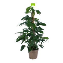 Philodendron Florida Beauty Op Mosstok - P24 H80 - Kamerplant
