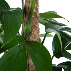 Philodendron Florida Beauty Op Mosstok - P24 H80 - Kamerplant -Goedkope Tuinbenodigdheden winkel philodendron florida beauty op mosstok p24 h80 6 1