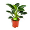 Philodendron Green Princess - P17 H50 - Kamerplant