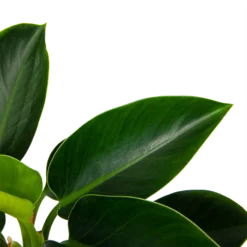 Philodendron Green Princess - P17 H50 - Kamerplant -Goedkope Tuinbenodigdheden winkel philodendron green princess p17 h50 6 1