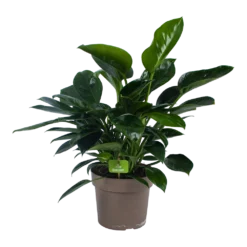 Philodendron Green Princess - P21 H70 - Kamerplant