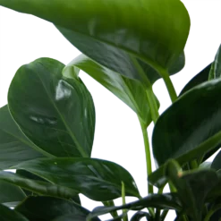 Philodendron Green Princess - P21 H70 - Kamerplant -Goedkope Tuinbenodigdheden winkel philodendron green princess p21 h70 6