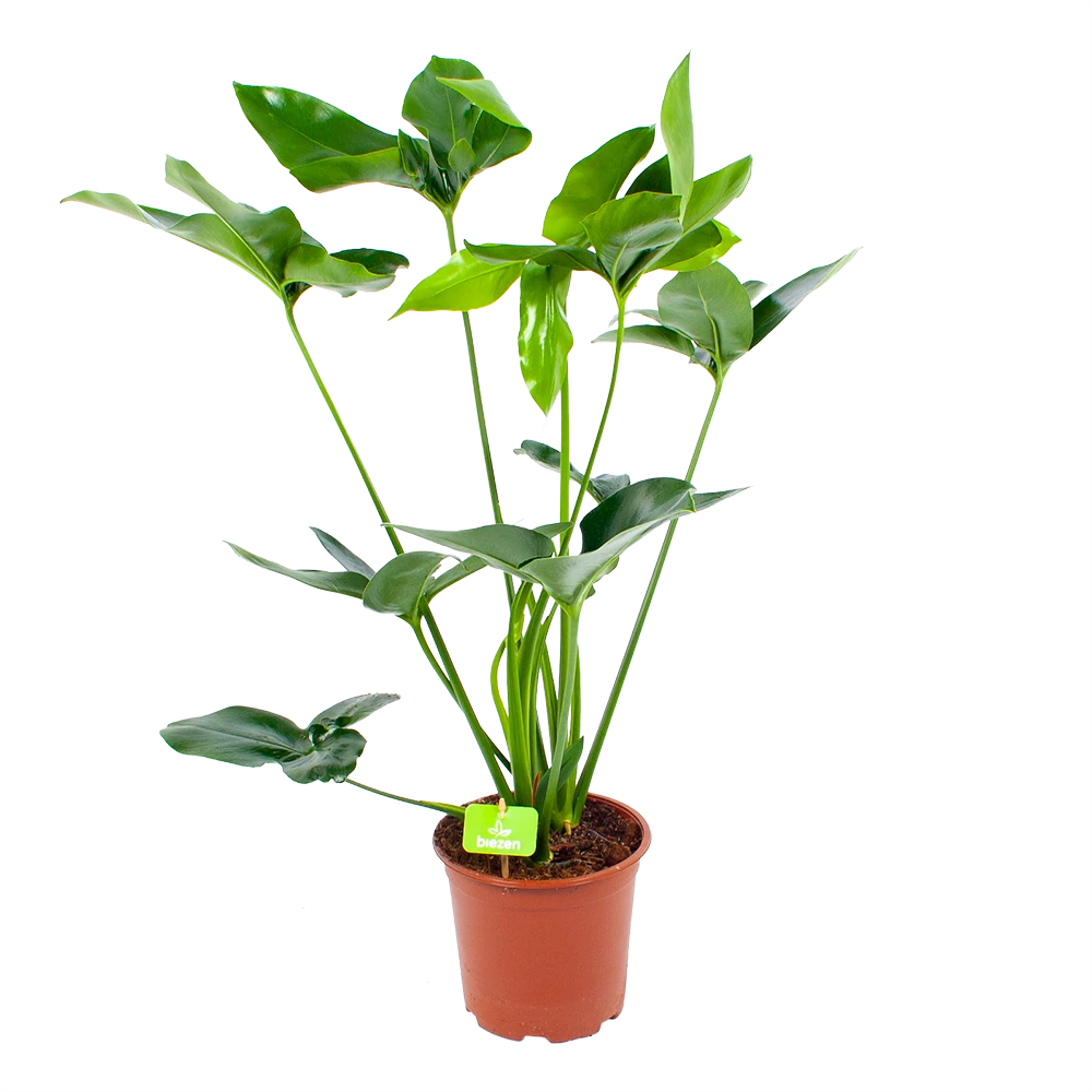 Philodendron Green Wonder - P19 H75 - Kamerplant 1 Philodendron Green Wonder - P19 H75 - Kamerplant