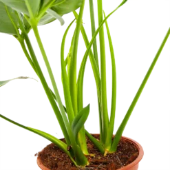 Philodendron Green Wonder - P19 H75 - Kamerplant 6 Philodendron Green Wonder - P19 H75 - Kamerplant -Goedkope Tuinbenodigdheden winkel philodendron green wonder p19 h75 3 2