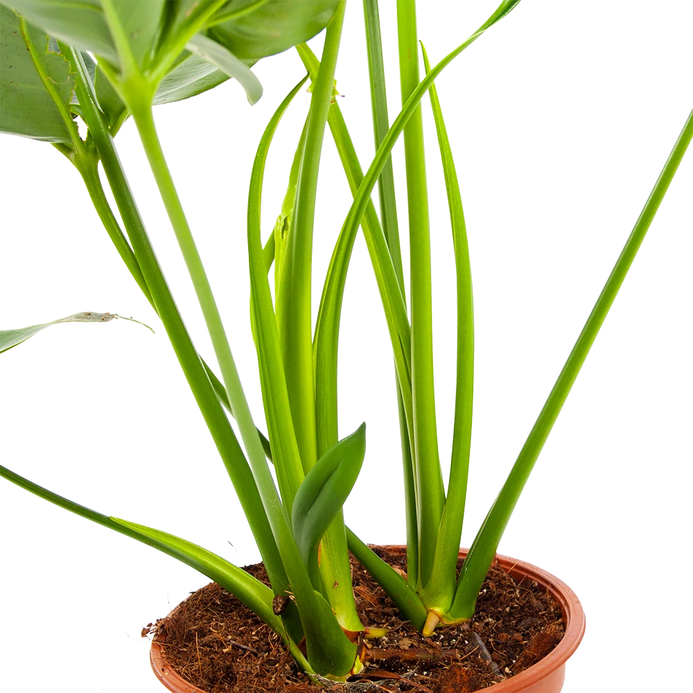 Philodendron Green Wonder - P19 H75 - Kamerplant 3 Philodendron Green Wonder - P19 H75 - Kamerplant - Afbeelding 3