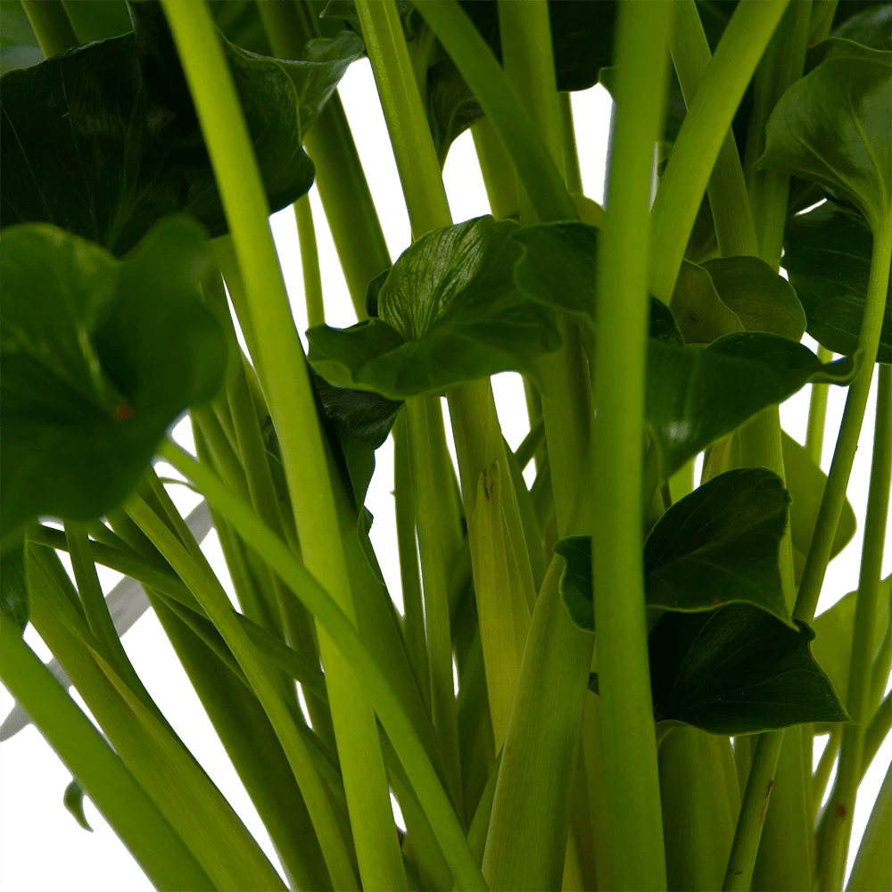 Philodendron Grizzly - P21 H55 - Kamerplant 2 Philodendron Grizzly - P21 H55 - Kamerplant - Afbeelding 2