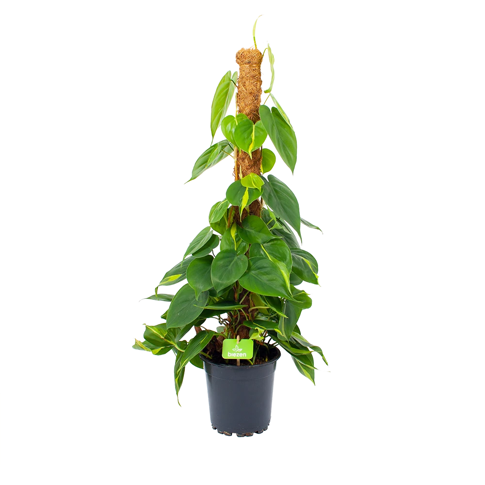 Philodendron Scandens Brasil Op Mosstok - P17 H75 - Kamerplant 1 Philodendron Scandens Brasil Op Mosstok - P17 H75 - Kamerplant