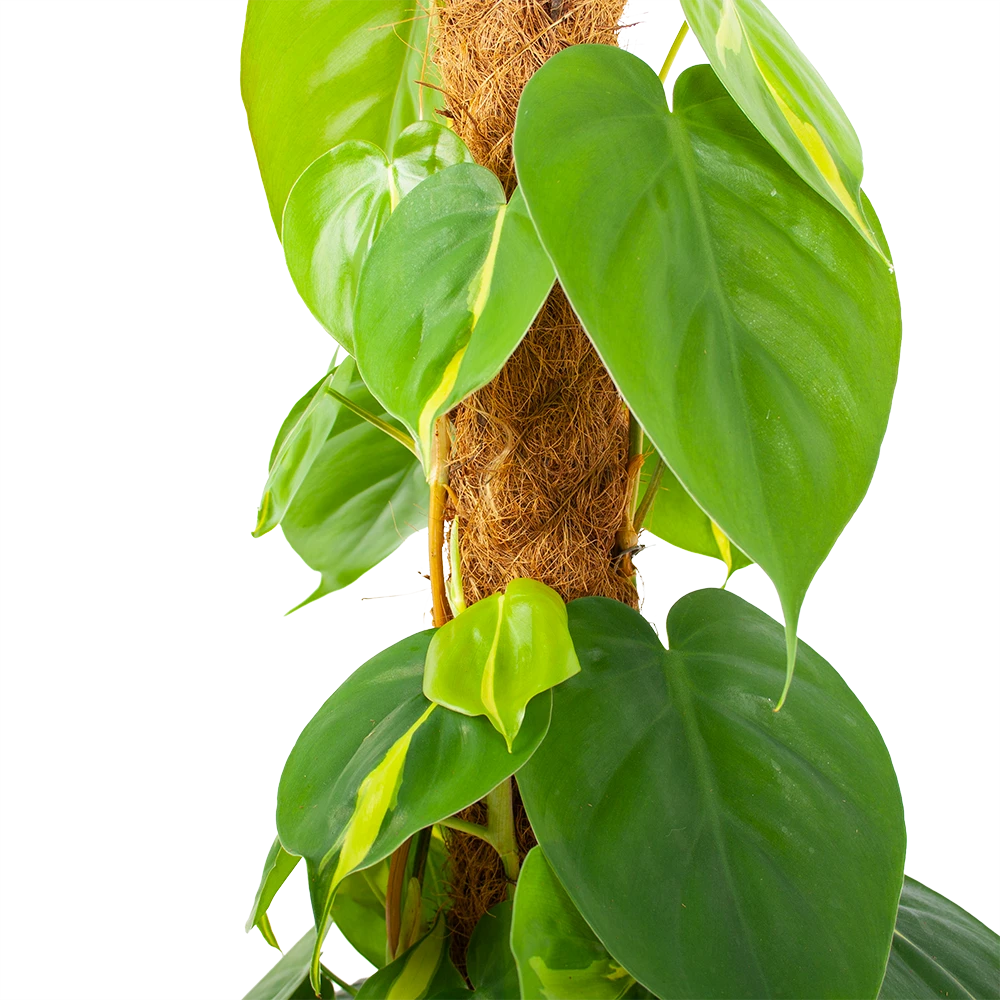 Philodendron Scandens Brasil Op Mosstok - P17 H75 - Kamerplant 2 Philodendron Scandens Brasil Op Mosstok - P17 H75 - Kamerplant - Afbeelding 2