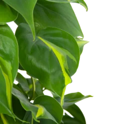 Philodendron Scandens Brasil Op Mosstok - P17 H75 - Kamerplant 6 Philodendron Scandens Brasil Op Mosstok - P17 H75 - Kamerplant -Goedkope Tuinbenodigdheden winkel philodendron scandens brasil op mosstok p17 h75 6 1