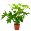Philodendron Selloum Little Hope - P19 H75 - Kamerplant