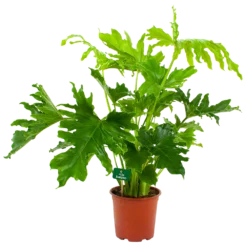 Philodendron Selloum Little Hope - P19 H75 - Kamerplant