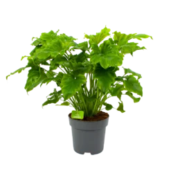 Philodendron Bipinnatifidum Little Hope - P21 H75 - Kamerplant