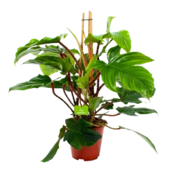 Philodendron Squamiferum Piramide - P19 H75 - Kamerplant