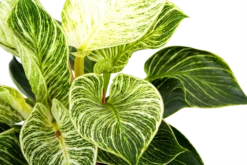 Philodendron White Wave - P17 H40 - Kamerplant -Goedkope Tuinbenodigdheden winkel philodendron white wave p17 h40 6 1