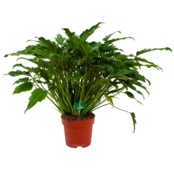 Philodendron Xanadu - P21 H60 - Kamerplant