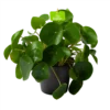 Pilea Peperomioides - Pannenkoekenplant - P17 H35 - Kamerplant