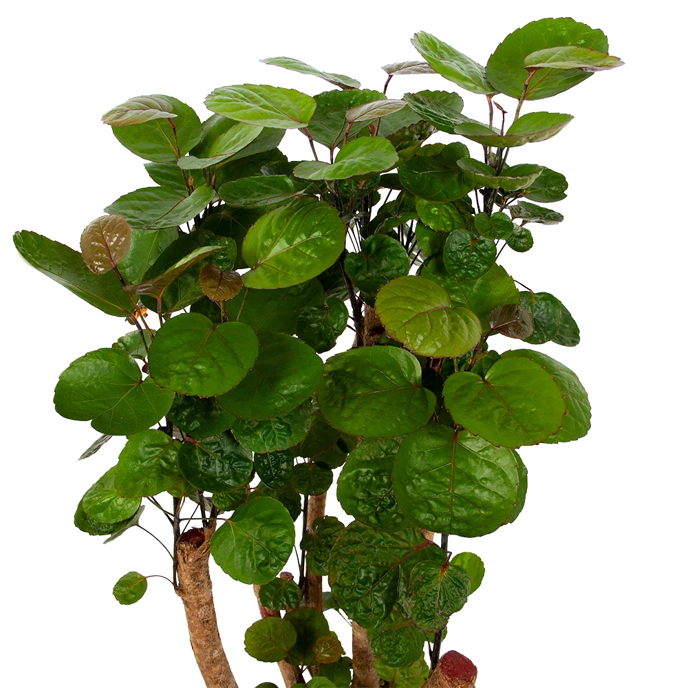 Polyscias Fabian - Aralia - P24 H100 - Kamerplant 2 Polyscias Fabian - Aralia - P24 H100 - Kamerplant - Afbeelding 2