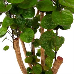 Polyscias Fabian - Aralia - P24 H100 - Kamerplant 6 Polyscias Fabian - Aralia - P24 H100 - Kamerplant -Goedkope Tuinbenodigdheden winkel polyscias fabian aralia p24 h100 6 1