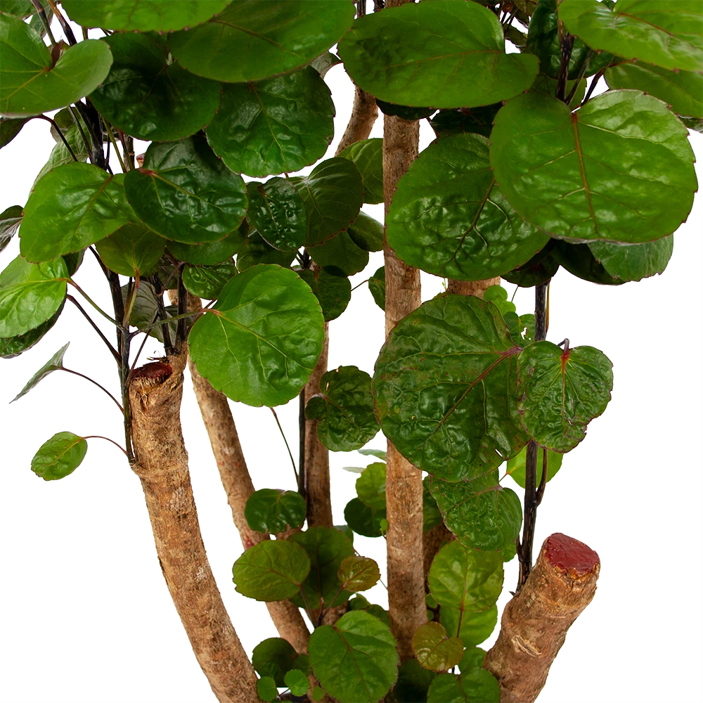 Polyscias Fabian - Aralia - P24 H100 - Kamerplant 3 Polyscias Fabian - Aralia - P24 H100 - Kamerplant - Afbeelding 3